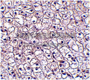 merck millipore,默克密理博,ABT334,Anti-TSLP receptor Antibody