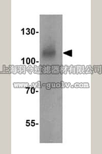merck millipore,默克密理博,ABT336,Anti-BCAR3 Antibody