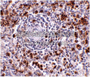 merck millipore,默克密理博,ABT338,Anti-EBI3 Antibody