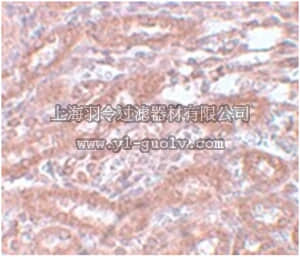 merck millipore,默克密理博,ABT339,Anti-ENC-1 Antibody