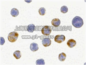 merck millipore,默克密理博,ABT340,Anti-AES Antibody