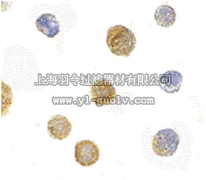 merck millipore,默克密理博,ABT342,Anti-ADAP Antibody