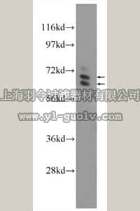 merck millipore,默克密理博,ABT346,Anti-ARHGAP9 Antibody