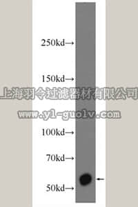 merck millipore,默克密理博,ABT347,Anti-CDH23 Antibody