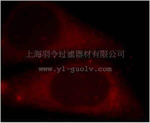 merck millipore,默克密理博,ABT349,Anti-EFS Antibody