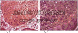 merck millipore,默克密理博,ABT34,Anti-Podoplanin Antibody