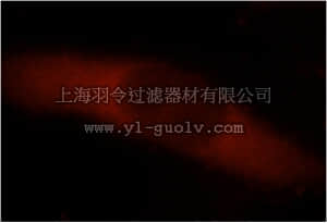 merck millipore,默克密理博,ABT350,Anti-GIPC1 Antibody