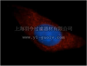merck millipore,默克密理博,ABT352,Anti-PPFIA1 Antibody
