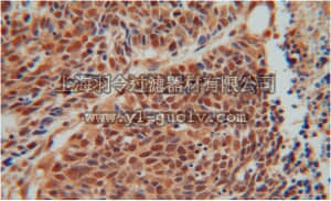 merck millipore,默克密理博,ABT354,Anti-SEPT7 Antibody