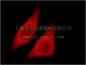 merck millipore,默克密理博,ABT356,Anti-CYTH2 Antibody