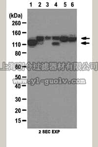 merck millipore,默克密理博,ABT35,Anti-pan-Cadherin Antibody