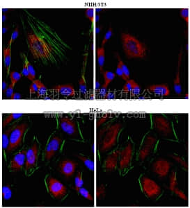 merck millipore,默克密理博,ABT37,Anti-Fas-binding factor 1 (Albatross) Antibody