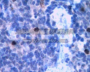 merck millipore,默克密理博,ABT38,Anti-MMP-8 (Hinge Region) Antibody