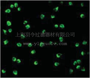merck millipore,默克密理博,ABT408,Anti-Nudel Antibody