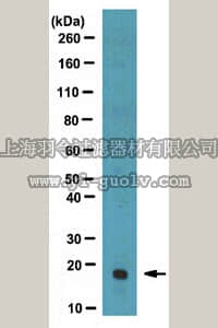 merck millipore,默克密理博,ABT40,Anti-MFAP-5 (MAGP2) Antibody