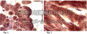 merck millipore,默克密理博,ABT41,Anti-Myosin XIX (Myo19) Antibody