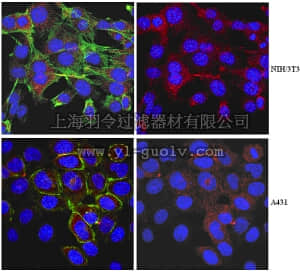 merck millipore,默克密理博,ABT42,Anti-Myosin-VI Antibody