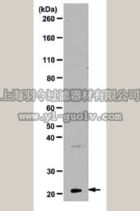 merck millipore,默克密理博,ABT43,Anti-Claudin-3 Antibody