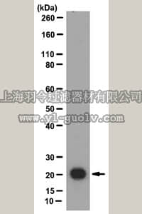 merck millipore,默克密理博,ABT47,Anti-Claudin-7 Antibody