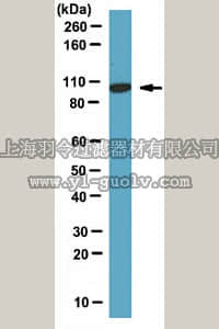 merck millipore,默克密理博,ABT49,Anti-Dynamin-2 Antibody