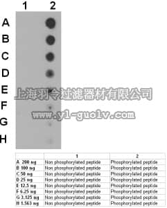 merck millipore,默克密理博,ABT52,Anti-phospho-Peak Antibody (Tyr665)