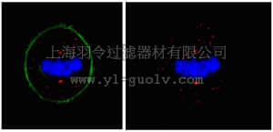 merck millipore,默克密理博,ABT59,Anti-Pericentrin Antibody