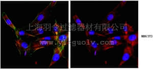 merck millipore,默克密理博,ABT60,Anti-Whamm Antibody