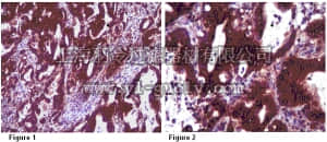 merck millipore,默克密理博,ABT61,Anti-INF2 Antibody