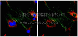 merck millipore,默克密理博,ABT63,Anti-Ena/VASP-like protein Antibody