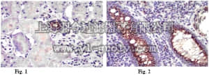 merck millipore,默克密理博,ABT64,Anti-Inscuteable Antibody