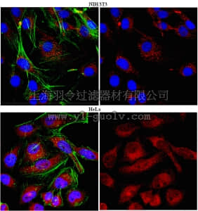 merck millipore,默克密理博,ABT65,Anti-HAX-1 Antibody