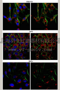 merck millipore,默克密理博,ABT66,Anti-CADM1 Antibody