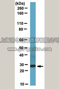 merck millipore,默克密理博,ABT69,Anti-CCDC53 Antibody