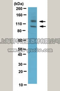 merck millipore,默克密理博,ABT94,Anti-Adam17 Antibody