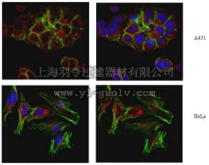 merck millipore,默克密理博,ABT95,Anti-TGN46, Antibody