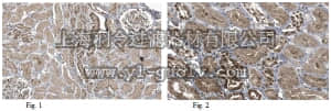 merck millipore,默克密理博,ABT96,Anti-Inversin Antibody