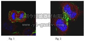 merck millipore,默克密理博,ABT97,Anti-KIF3B Antibody