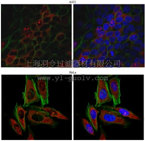 merck millipore,默克密理博,ABT98,Anti-Kinectin Antibody