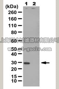 merck millipore,默克密理博,AC113,Anti-Neomycin Phosphotransferase II Antibody,AC113