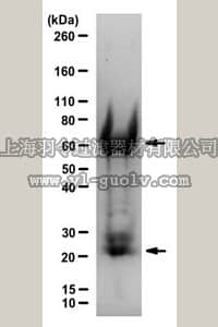 merck millipore,默克密理博,AC146,Normal Chicken IgY Antibody, purified,AC146