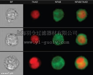 merck millipore,默克密理博,ACS10000,Amnis NFkB Translocation Kit merck millipore,默克密理博,ACS10000,Amnis NFkB Translocation Kit
