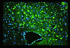 merck millipore,默克密理博,AG325-30MG,FLUORO-JADE C