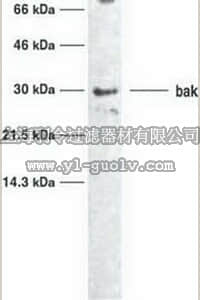 merck millipore,默克密理博,AM03,Anti-Bak (Ab-1) Mouse mAb (TC-100)
