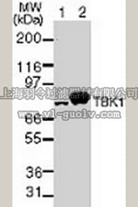 merck millipore,默克密理博,AM76,Anti-TBK1 Mouse mAb (108A429)