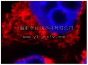 merck millipore,默克密理博,AP1035,Anti-Cyclophilin D Mouse mAb (E11AE12BD4)