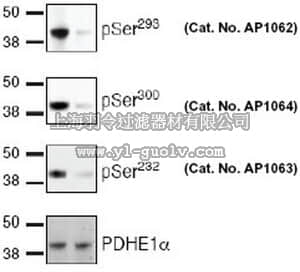 merck millipore,默克密理博,AP1064,PhosphoDetect™ Anti-PDH-E1α (pSer³⁰⁰) Rabbit pAb