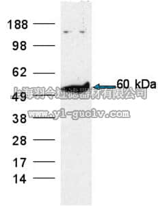 merck millipore,默克密理博,AP1065,Anti-PDCD4 Rabbit pAb
