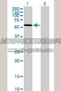 merck millipore,默克密理博,AP1138,Anti-ARSA Mouse pAb