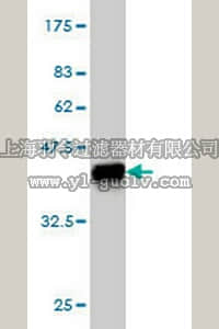 merck millipore,默克密理博,AP1146,Anti-BIK Mouse mAb (4G12)