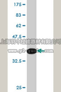 merck millipore,默克密理博,AP1155,Anti-PON1 Mouse mAb (2H7)